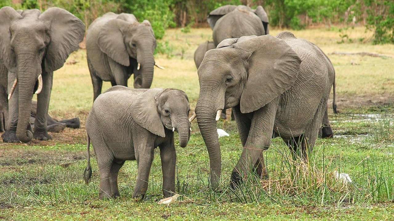 Kenya : le pays enregistre un nombre record de naissances d&rsquo;éléphants