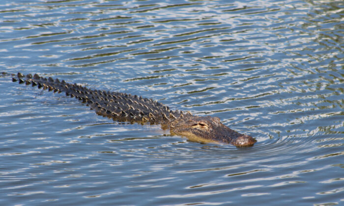 Un homme de Floride se bat contre un alligator de 2,4 mètres qui l&rsquo;a attaqué alors qu&rsquo;il promenait son chien le long du canal