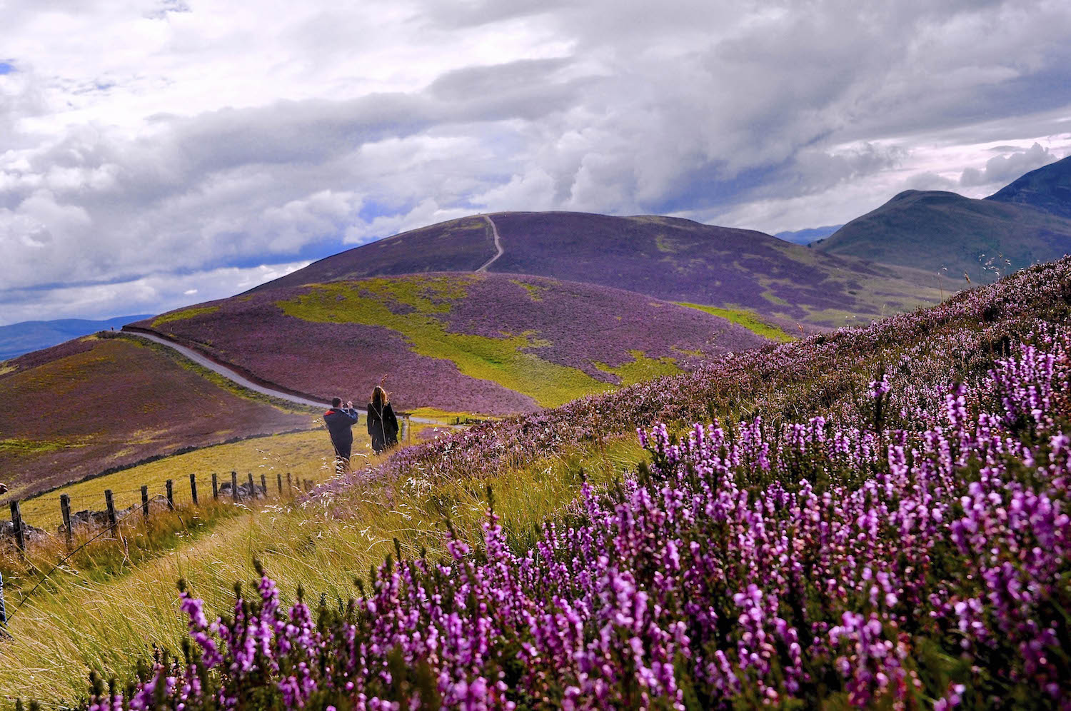 Des images spectaculaires de la bruyère en fleurs dans un paysage pittoresque en Écosse