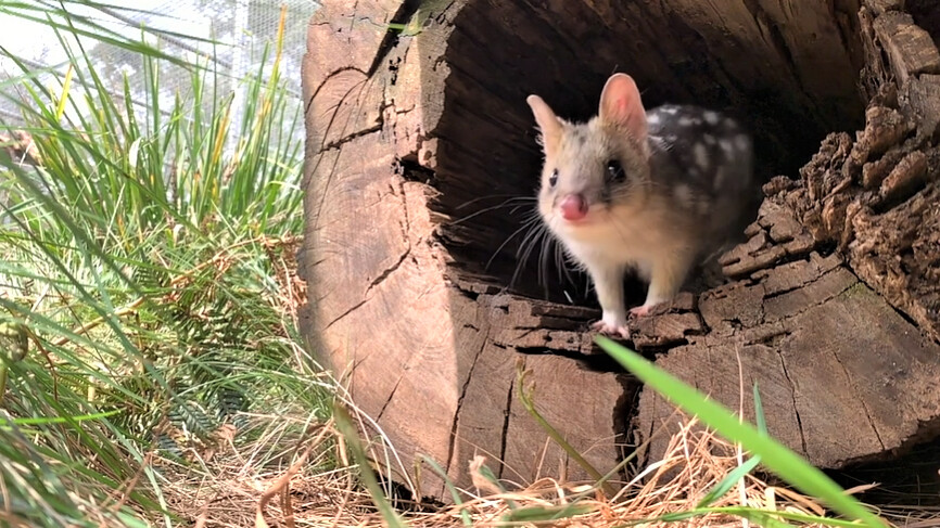 Les chats marsupiaux mouchetés reviennent au sanctuaire de la faune australienne après 60 ans d&rsquo;absence
