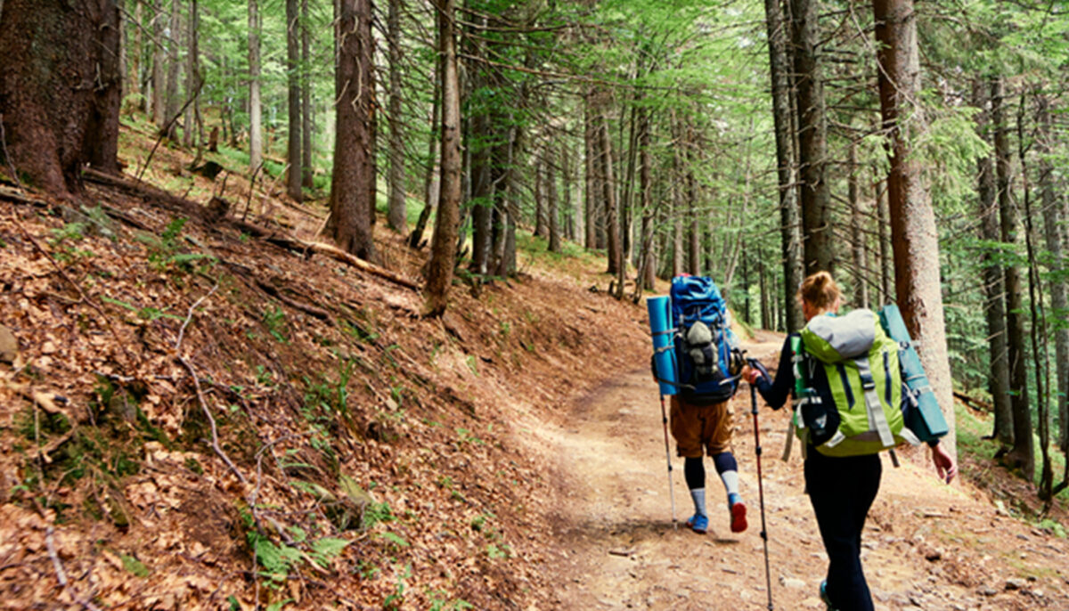 Un randonneur blessé, en délire et amaigri après 14 jours passés dans la forêt, est retrouvé par un père et ses enfants