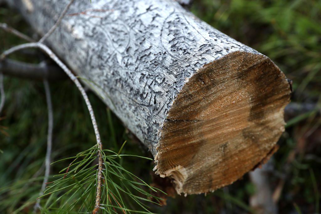 Tarn : pour sauver un pin parasol de l&rsquo;abattage, elle s’y enchaîne