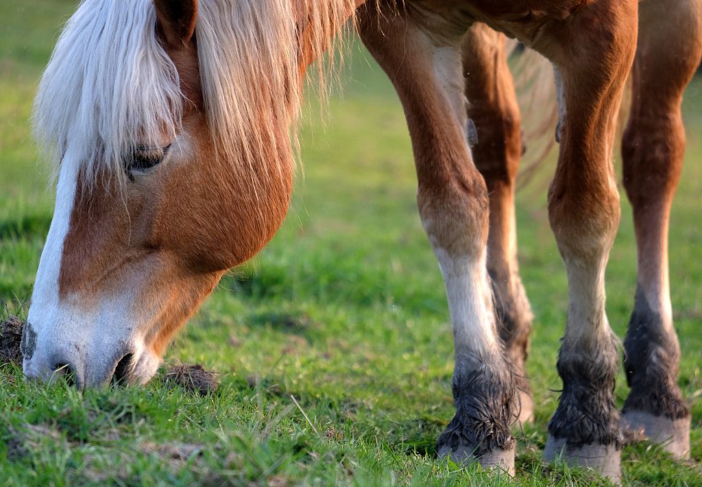 Nord : le ramassage scolaire se fait avec des chevaux de trait dans la ville de Bachy