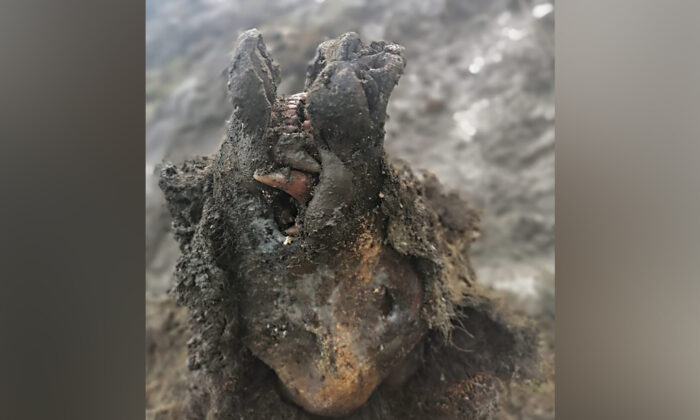 Russie : Découverte d&rsquo;un ours des cavernes de l&rsquo;ère glaciaire parfaitement préservé – même son museau est intact