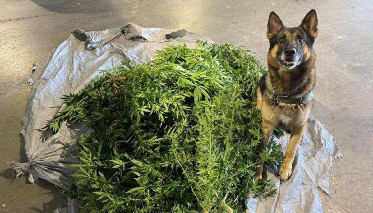 La patrouille canine frontalière du Maine flaire 18 kg de marijuana cultivée illégalement