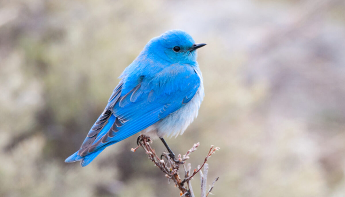 Le magnifique merlebleu azuré est le plus bleu de tous les merles bleus et sa population est en augmentation