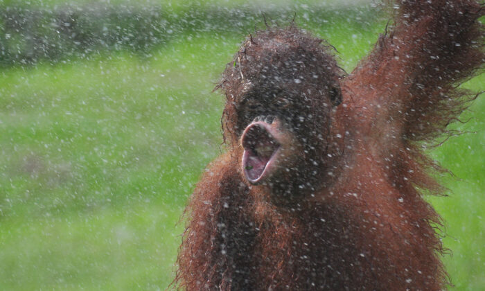 Un photographe prend des photos incroyables d&rsquo;un orang-outan « dansant sous la pluie »