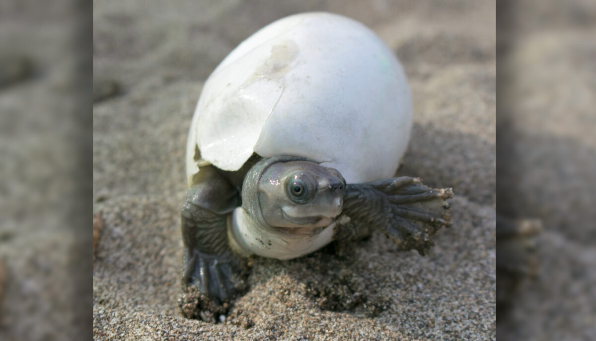Une tortue birmane extrêmement rare avec un « air souriant en permanence » revient de la quasi-extinction
