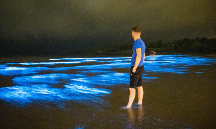L’algue « Sea Sparkle » génère une bioluminescence féerique qui illumine les vagues à Irish Beach
