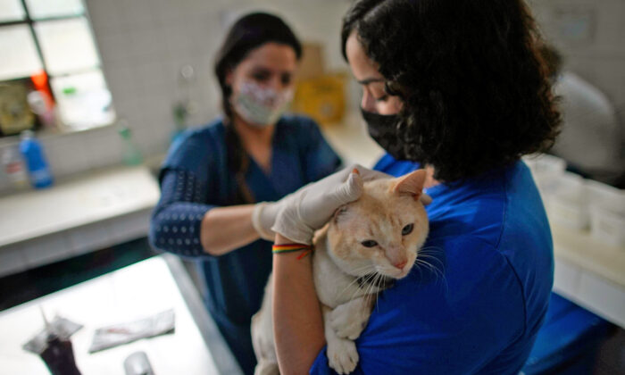 La police trouve 78 chats malades et négligés et des chatons morts dans une propriété – un couple est accusé de cruauté envers les animaux