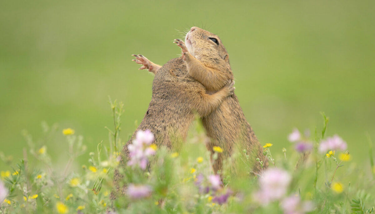 Un photographe capture deux adorables écureuils qui s’embrassent