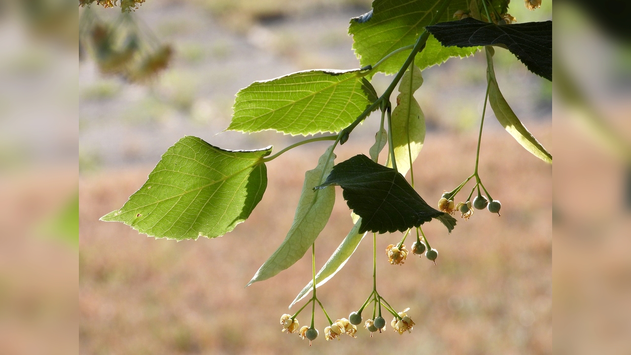 Colmar : la mairie fait abattre 18 tilleuls – des riverains contestent