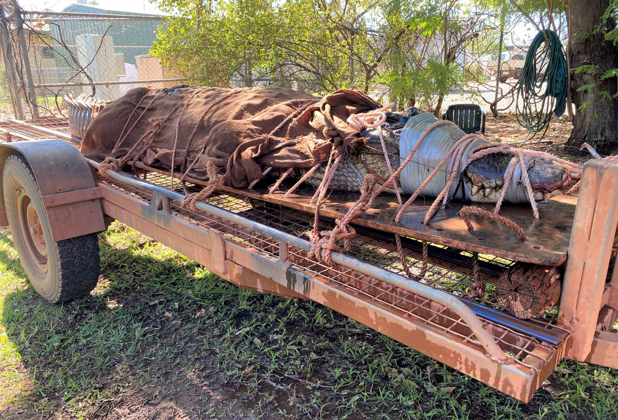 Un énorme crocodile de 4,4 m a été capturé dans un lieu touristique du Territoire du Nord de l&rsquo;Australie