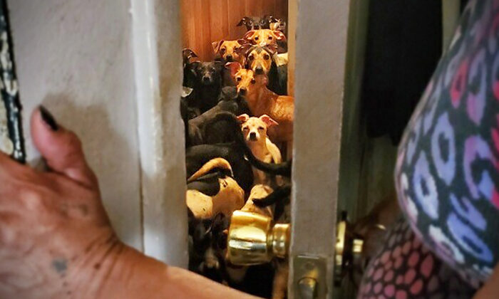 Un couple pris avec 100 chiens dans la maison, dont 8 morts, est arrêté pour cruauté et négligence envers les animaux