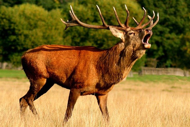 Vidéo – Il se retrouve face à face avec un cerf en plein brame, en Corse