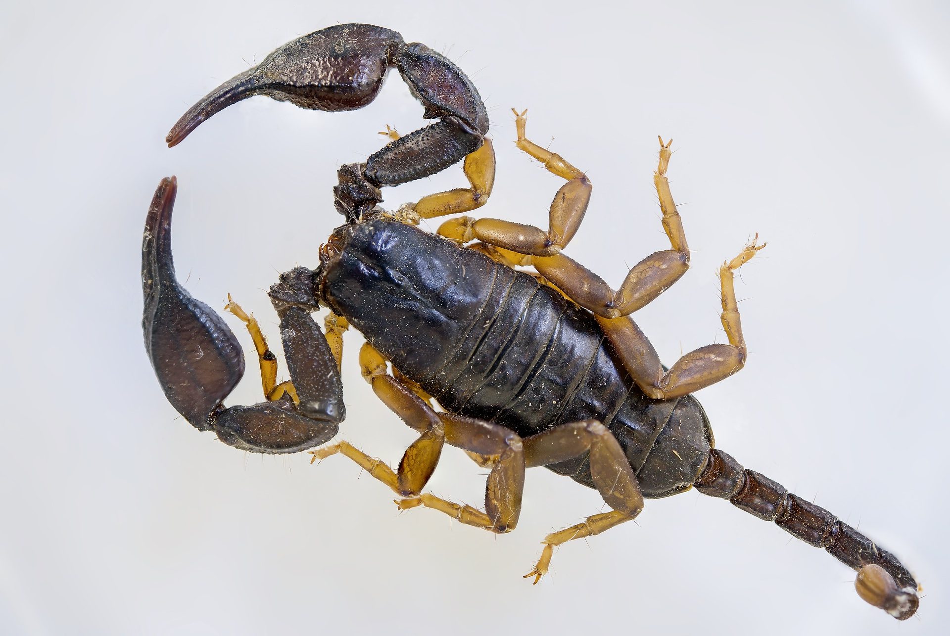 Bègles : elle découvre un scorpion dans sa chambre à coucher