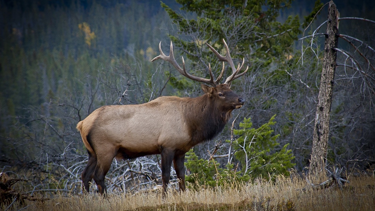 États-Unis : après avoir blessé un wapiti, un chasseur se fait tuer par ce même animal
