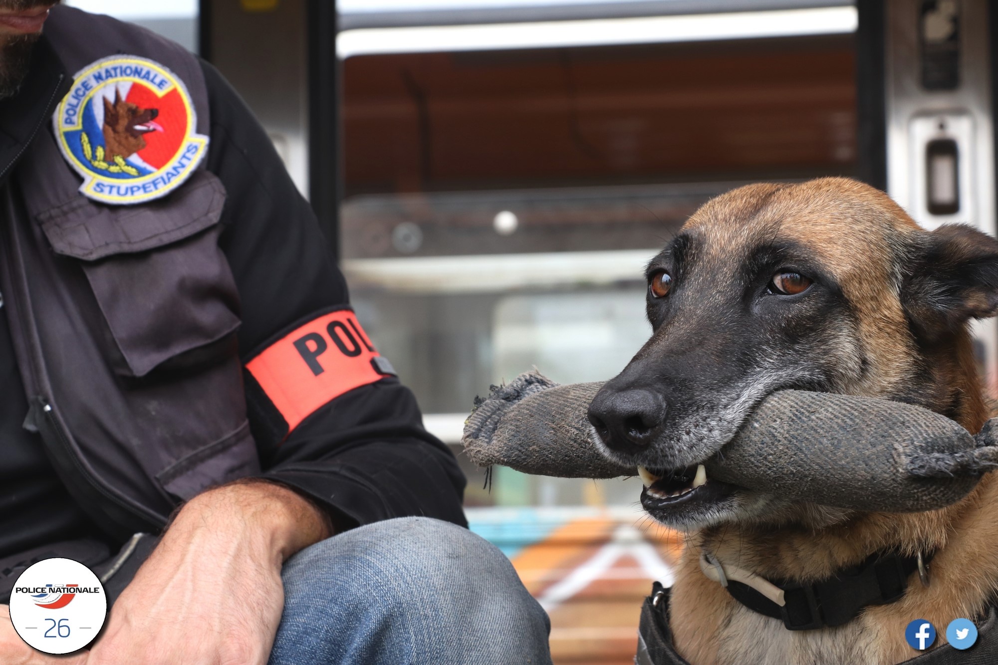 Juste avant son départ en retraite, le chien policier Mia trouve 60.000 euros issus de trafic de drogue