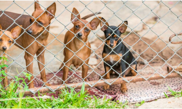 Un refuge sauve 26 chihuahuas vivant en cage dans un appartement après que leur propriétaire a été expulsée