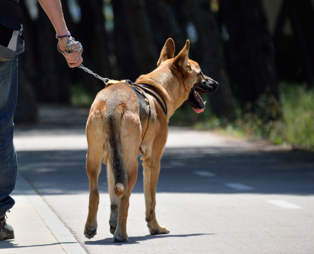 Une chienne abandonnée trouvée attachée à un arbre est sauvée, elle s&rsquo;entraîne maintenant à être un chien policier de détection et de sauvetage