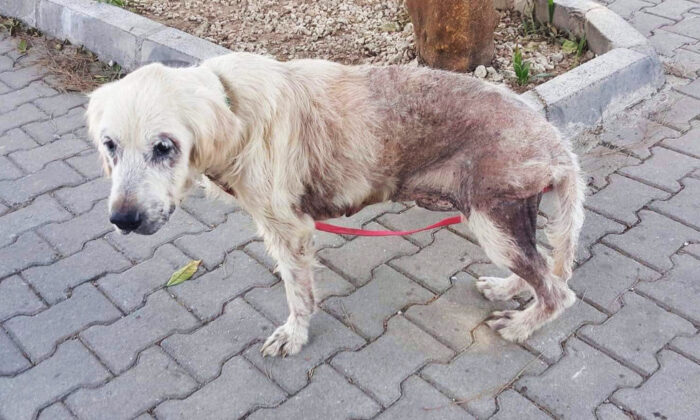 Sauvetage d&rsquo;un golden retriever abandonné qui n&rsquo;avait que 48 heures à vivre ; il bénéficie d&rsquo;une deuxième chance