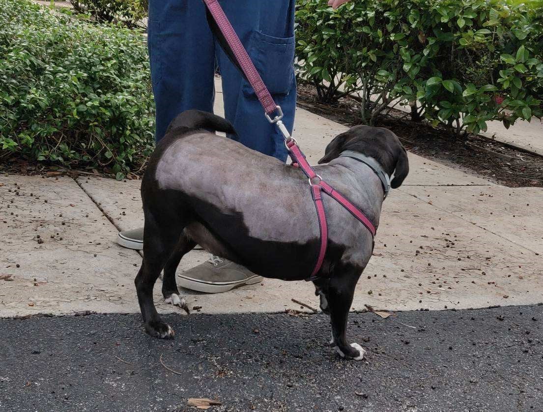 Un homme vu en train de frapper un chien dans une vidéo virale a confié ses animaux à un foyer d&rsquo;adoption