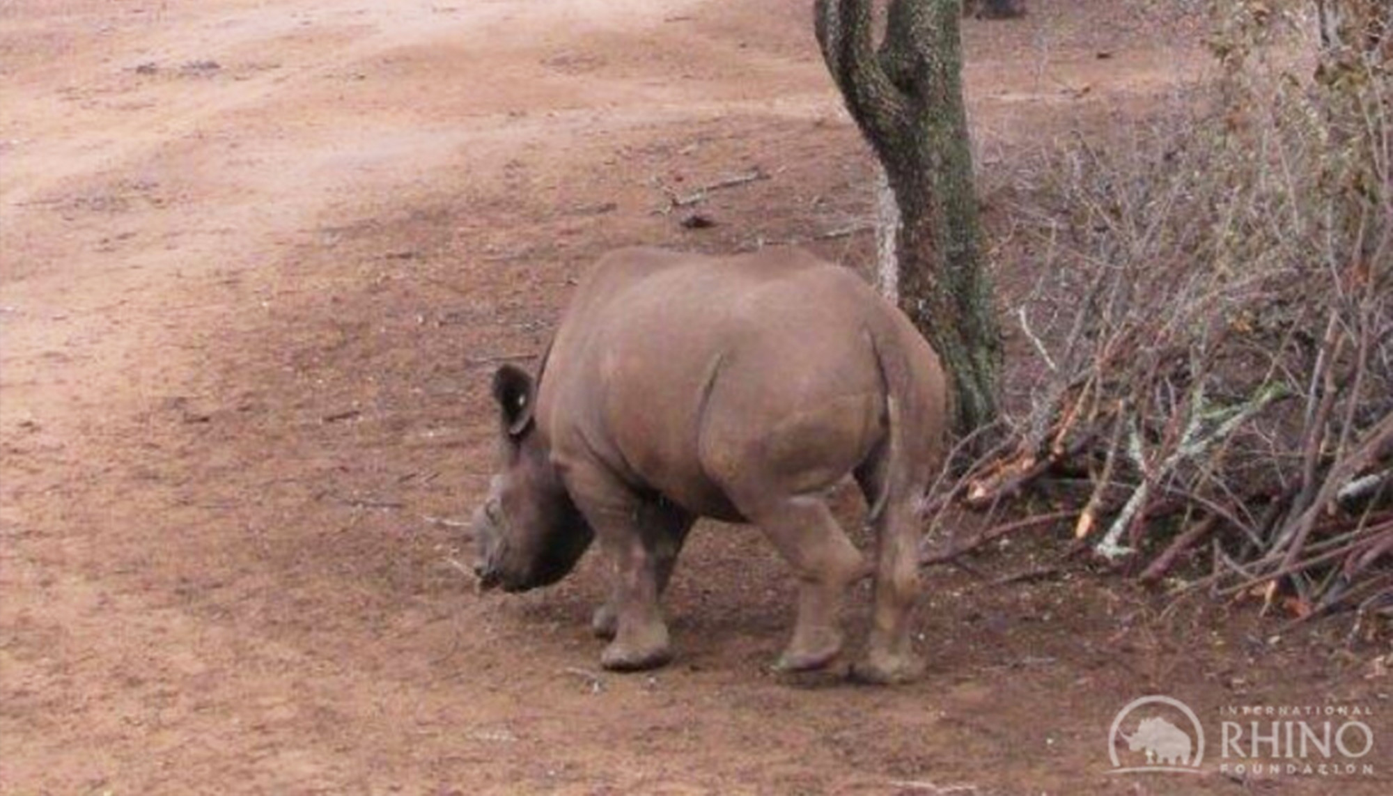 Un bébé rhinocéros orphelin et fougueux abattu par des braconniers se rétablit et retourne dans la nature