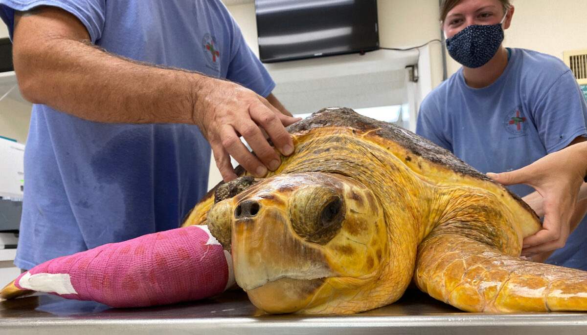 Des chirurgiens retirent une tumeur de la taille d&rsquo;un ballon de basket à une tortue de mer de Floride