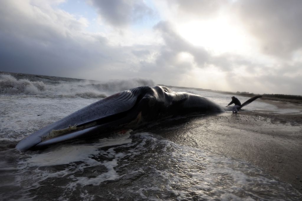 Une baleine retrouvée morte sur une plage de Seine-Maritime