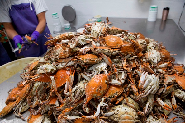 USA: dans la baie de Chesapeake, le crabe bleu abandonné faute de saisonniers
