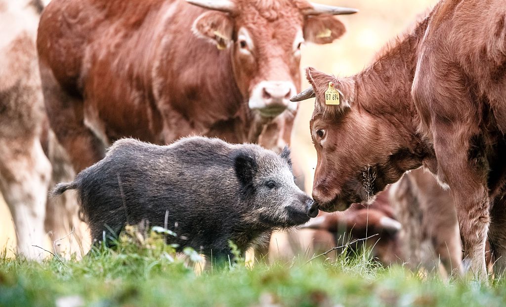 Côte-d&rsquo;Or : un petit sanglier adopté par des vaches