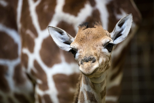 [Vidéo] Un bébé girafe est né au zoo d&rsquo;Amnéville : découvrez les images de ses premiers instants de vie