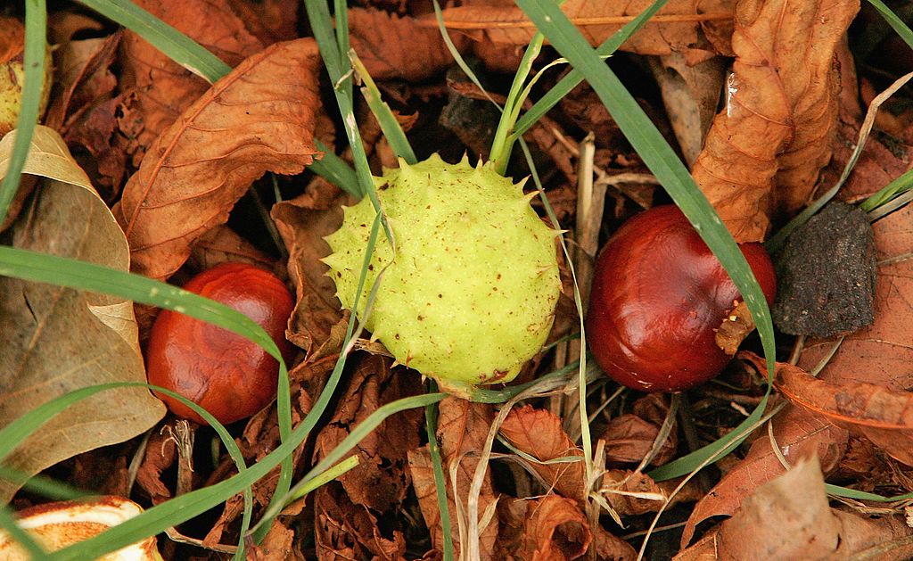 Attention à ne pas confondre les marrons d’Inde, toxiques, et les châtaignes, comestibles ?