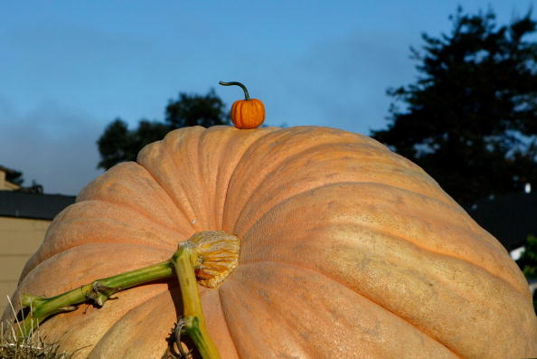 Rhône : un jardinier passionné a réussi à faire pousser une courge de 230 kg