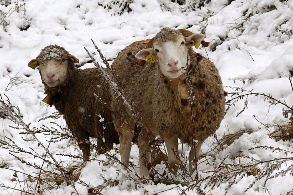 Haute-Savoie : la quinzaine de brebis coincées par la neige au-dessus de Samoëns a pu être rapatriée