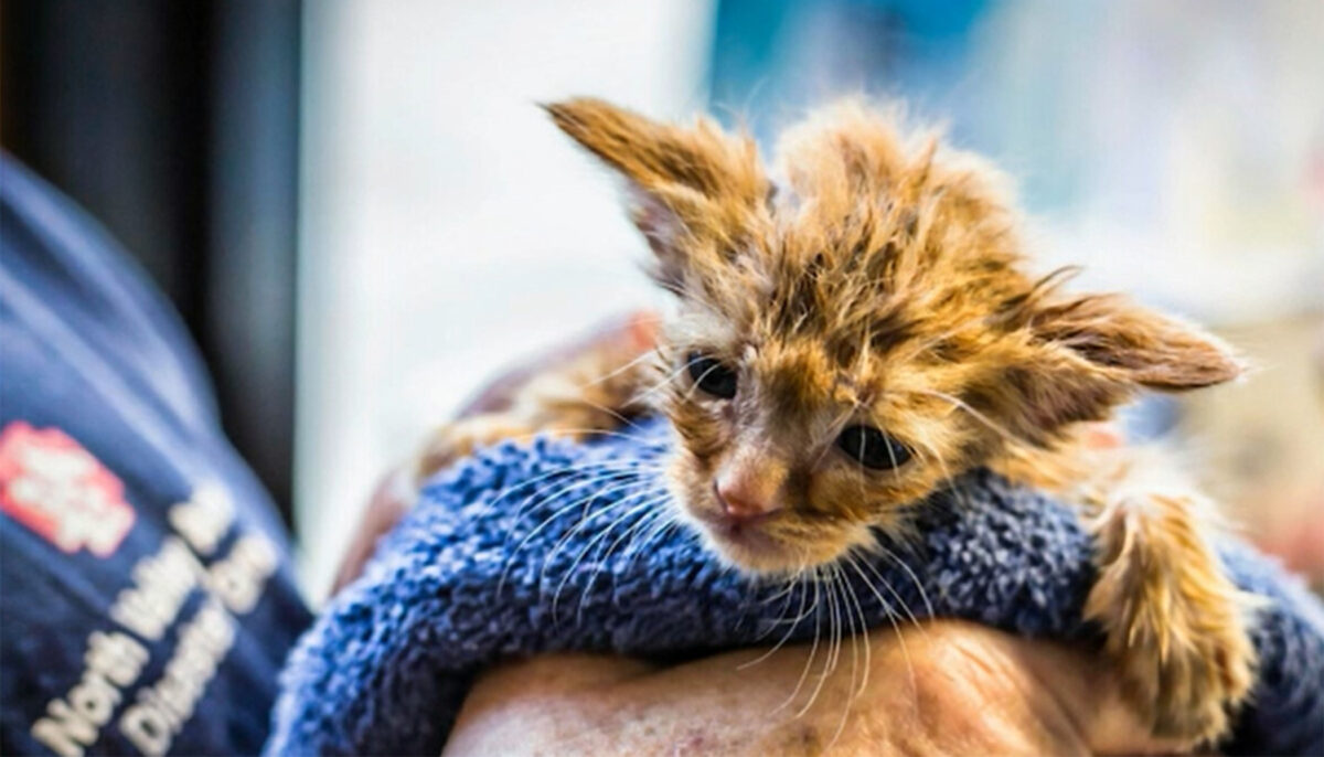 Un chaton couvert de cendres appelé « Bébé Yoda » est secouru des feux de forêt en Californie