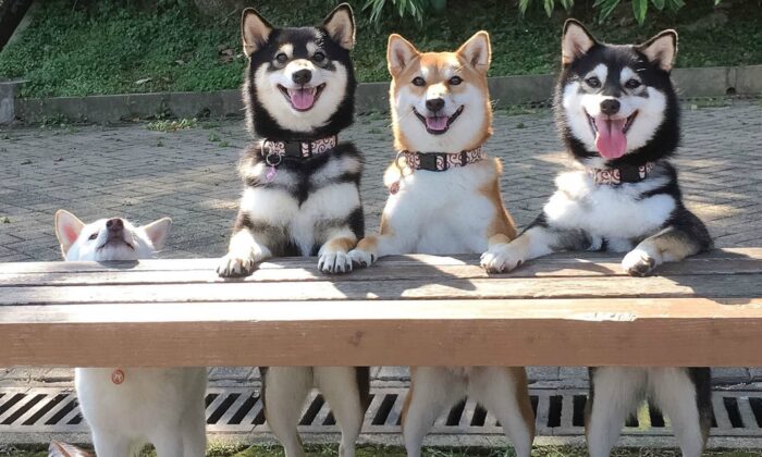 Une chienne coquine, de la race shiba inu, ruine les photos de groupe parfaites avec ses frères et sœurs en faisant des pitreries