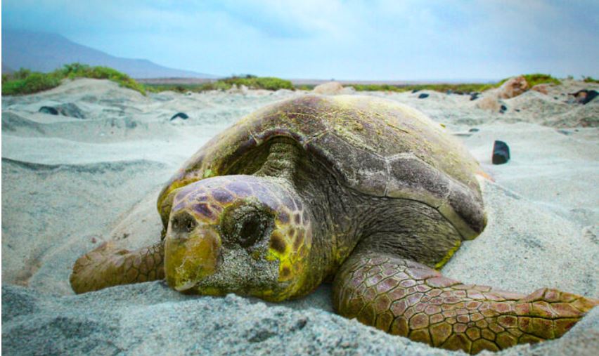 Les tortues de mer sont en plein essor partout dans le monde grâce au confinement du coronavirus