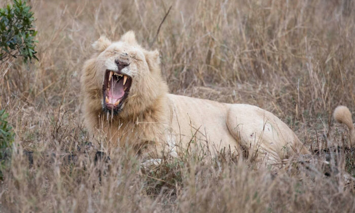Un photographe de la faune sauvage saisit une vue extrêmement rare d&rsquo;un lion blanc dans la nature