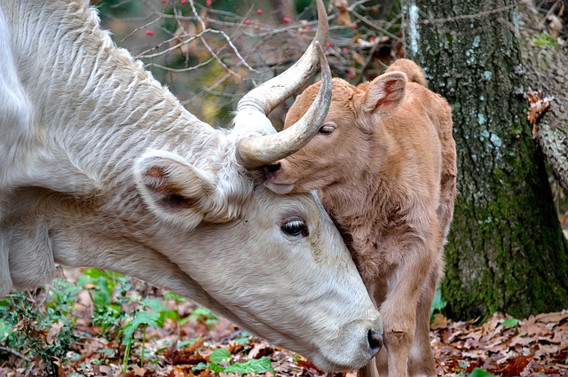 Dordogne : il va aux champignons et sauve une vache et son veau perdus en forêt