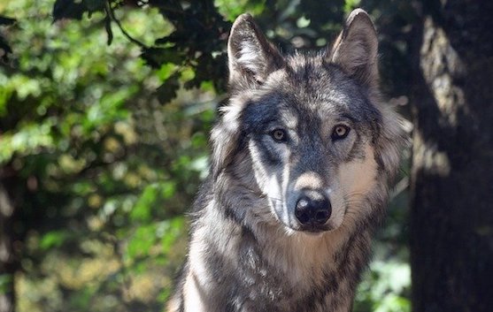 Le loup du refuge des Deux-Sèvres capturé vivant a dû être euthanasié
