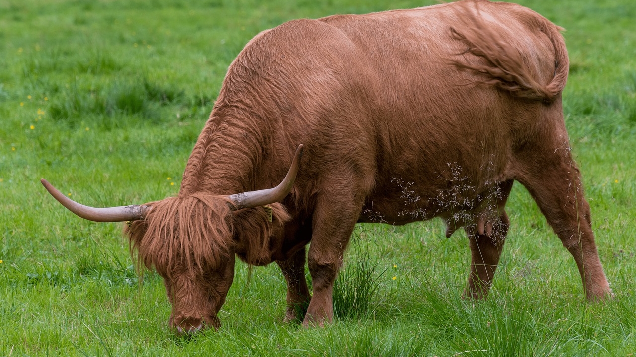 [Insolite] Cantal : deux taureaux s&rsquo;installent sur la terrasse d&rsquo;une maison