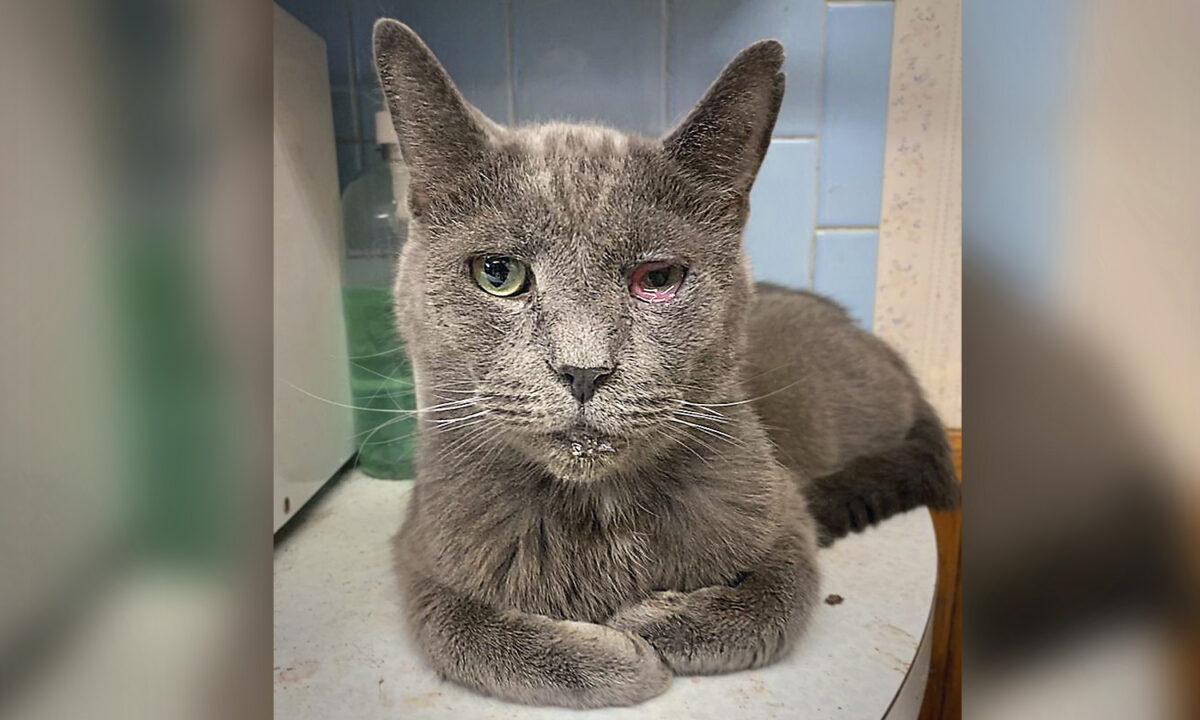 Des sauveteurs d&rsquo;animaux trouvent 49 chats morts et 161 dans un état critique dans un « sanctuaire pour animaux de compagnie » en Ohio