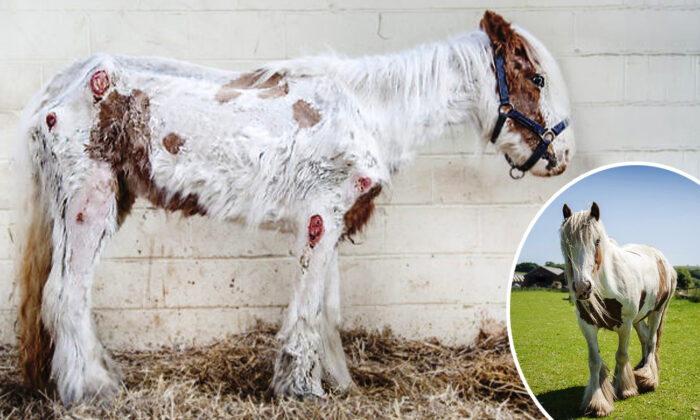 Un poney gravement negligé et agonisant, se rétablit de façon remarquable