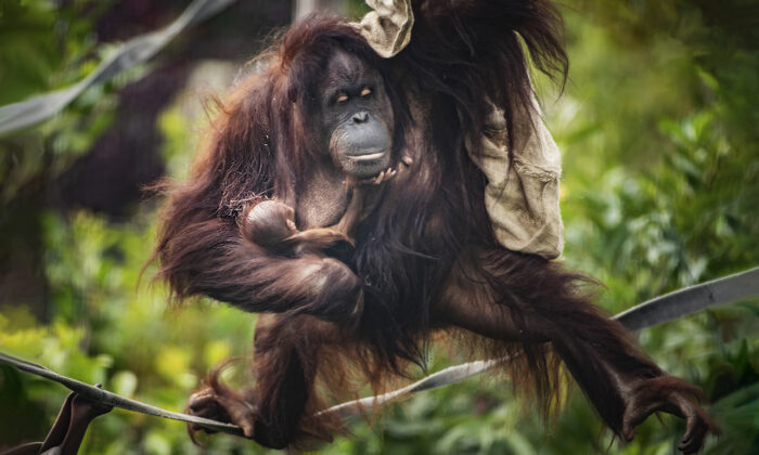 Un zoo britannique accueille un bébé orang-outan inattendu malgré les tests de grossesse négatifs de sa mère