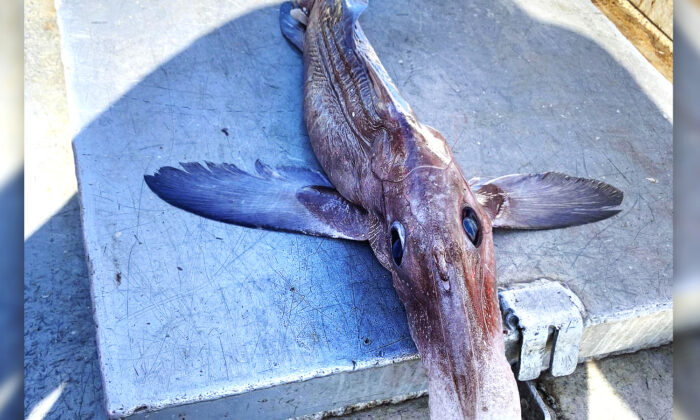 Un pêcheur en haute mer ramène un rare et effrayant « poisson-fantôme » pêché à 800 mètres de profondeur