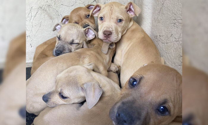 36 chiens saisis dans le cadre d&rsquo;une enquête pour cruauté envers les animaux