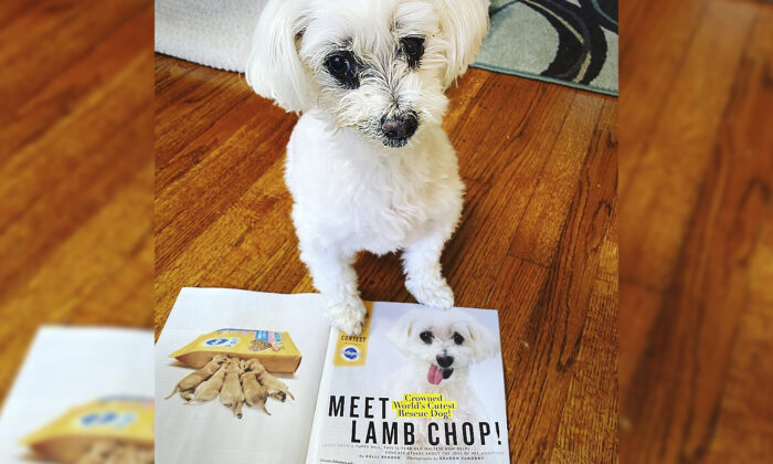 Un survivant d&rsquo;usine à chiots nommé « le chien rescapé le plus mignon du monde » plaide en faveur de l&rsquo;adoption d&rsquo;animaux de compagnie