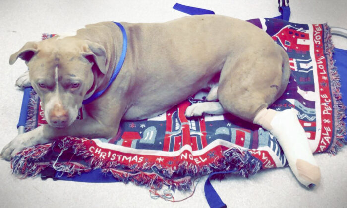 Un chien apparemment jeté d’un viaduc d&rsquo;autoroute en Oregon sauvé par une bonne samaritaine