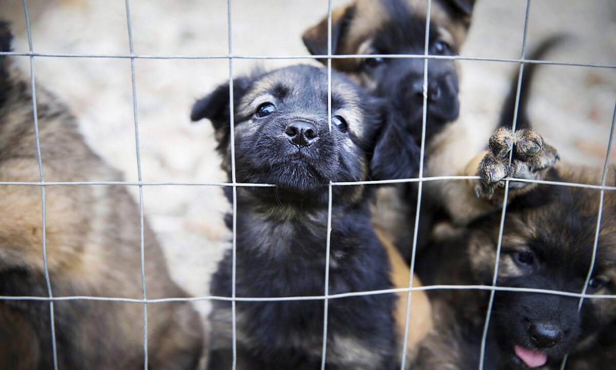 Plus de 100 chiens morts et affamés trouvés dans un foyer sordide, sauvés par un groupe de sauvetage d&rsquo;animaux